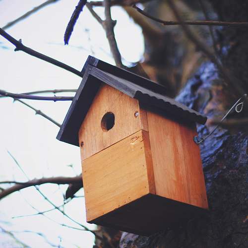 bird feeder low-angle photography of brown wooden birdhouse birdbox